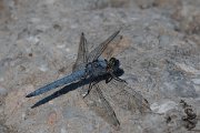 DPPhotography - Lesvos - Southern skimmer - K