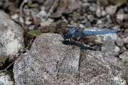 DPPhotography - Lesvos - Southern skimmer - M
