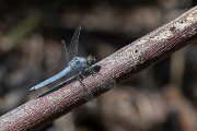 DPPhotography - Lesvos - Southern skimmer - O