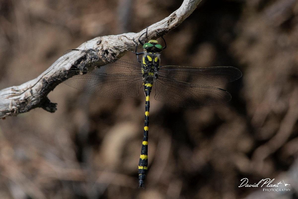 DPPhotography - Lesvos - Turkish goldenring - A.jpg - Turkish goldenring - Achladeri forest, Lesvos