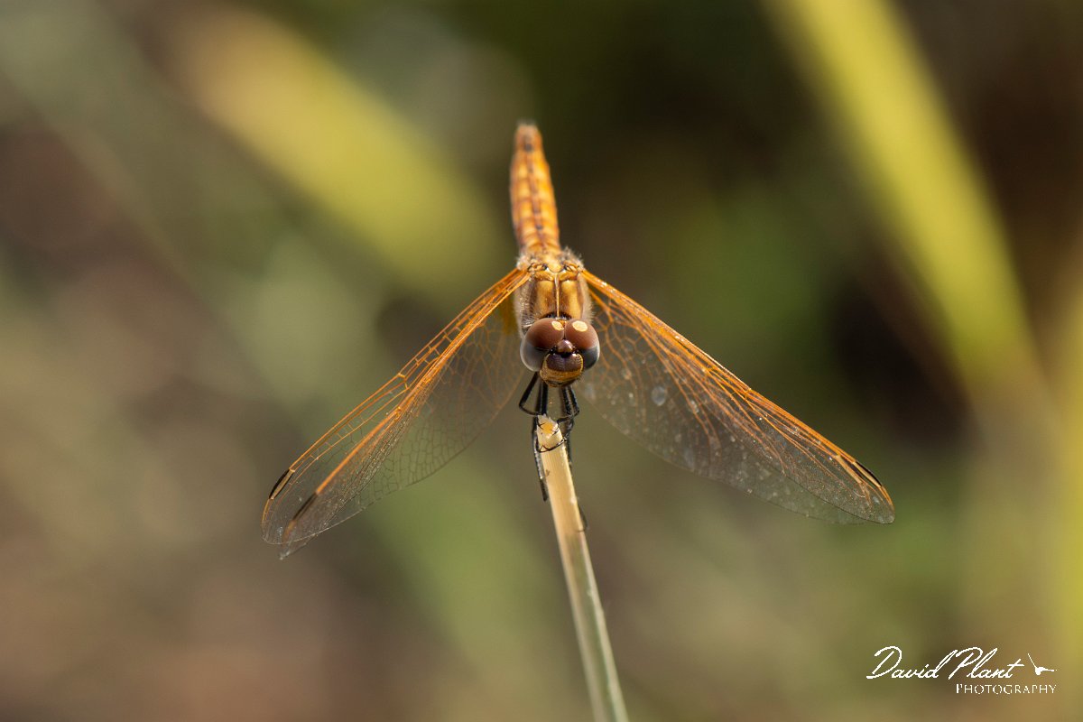 DPPhotography - Lesvos - Violet dropwing - A.jpg - Violet dropwing - Perasma reservoir, Lesvos