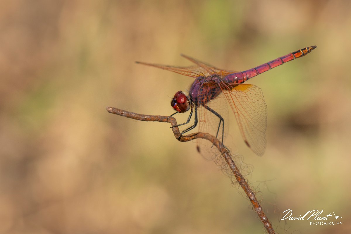 DPPhotography - Lesvos - Violet dropwing - C.jpg - Violet dropwing - Perasma reservoir, Lesvos