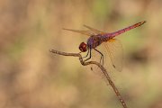 DPPhotography - Lesvos - Violet dropwing - C