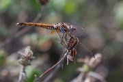 DPPhotography - Lesvos - Violet dropwing - E