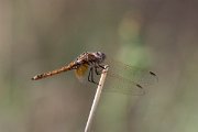 DPPhotography - Lesvos - Violet dropwing - F