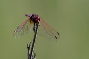 DPPhotography - Lesvos - Violet dropwing - G