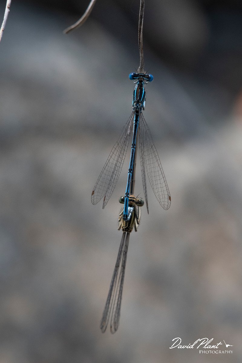 DPPhotography - Lesvos - White-legged damselfly - C.jpg - White-legged damselfly - Achladeri forest, Lesvos