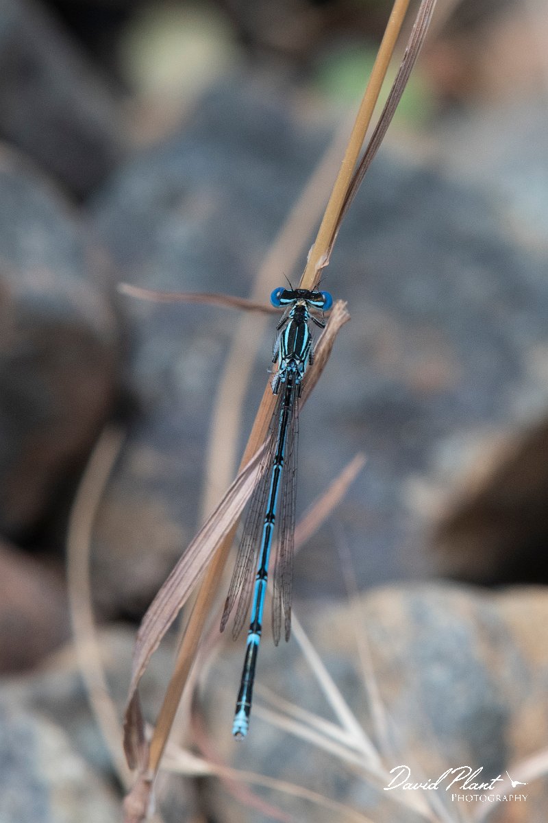 DPPhotography - Lesvos - White-legged damselfly - D.jpg - White-legged damselfly - Achladeri forest, Lesvos