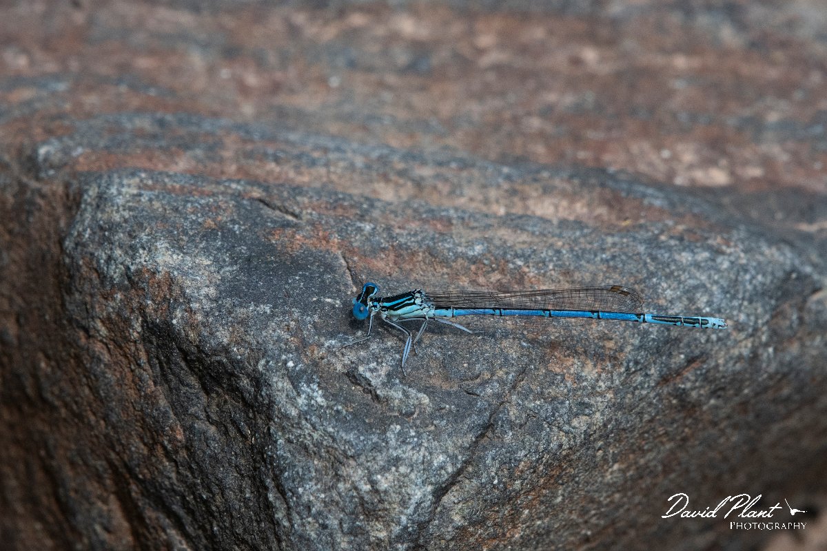 DPPhotography - Lesvos - White-legged damselfly - E.jpg - White-legged damselfly - Achladeri forest, Lesvos