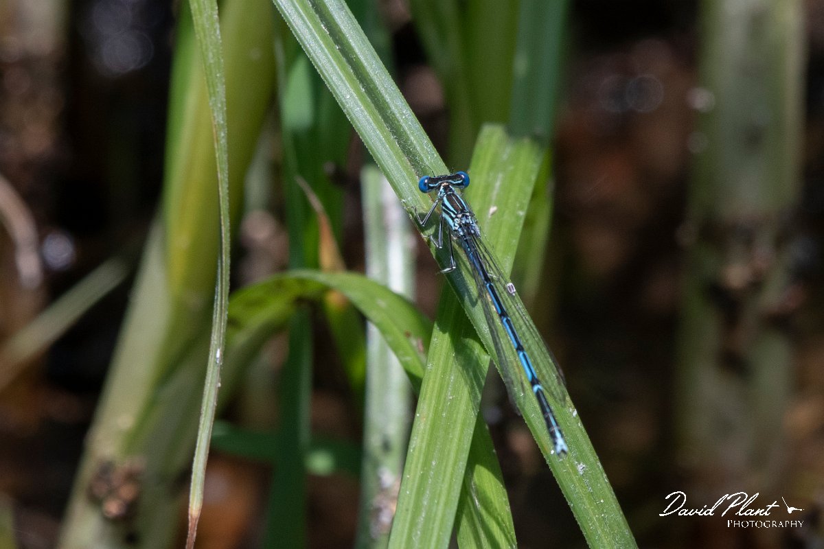 DPPhotography - Lesvos - White-legged damselfly - G.jpg - White-legged damselfly - Anaxos, Lesvos