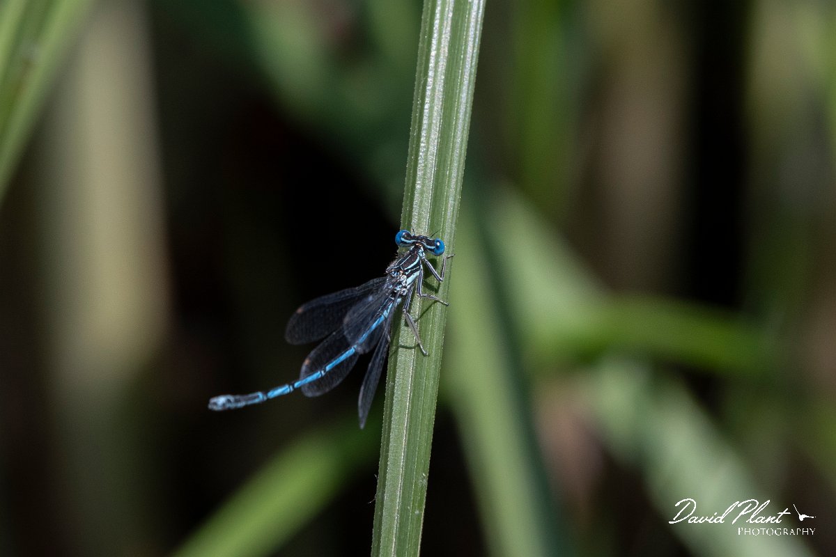 DPPhotography - Lesvos - White-legged damselfly - I.jpg - White-legged damselfly - Anaxos, Lesvos
