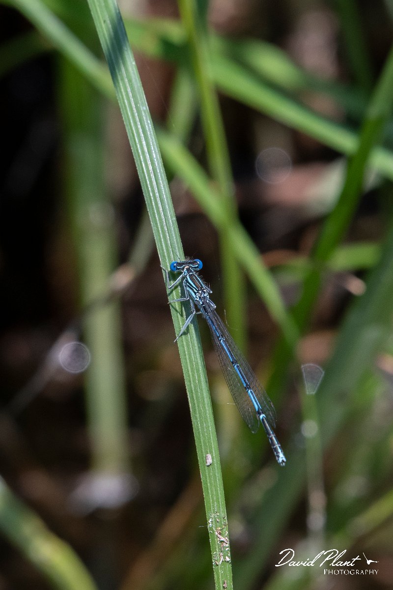 DPPhotography - Lesvos - White-legged damselfly - J.jpg - White-legged damselfly - Anaxos, Lesvos