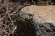 DPPhotography - Lesvos - White-legged damselfly - A