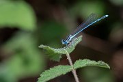 DPPhotography - Lesvos - White-legged damselfly - B