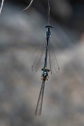 DPPhotography - Lesvos - White-legged damselfly - C