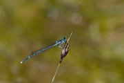DPPhotography - Lesvos - White-legged damselfly - F