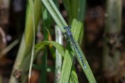 DPPhotography - Lesvos - White-legged damselfly - G