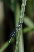 DPPhotography - Lesvos - White-legged damselfly - H
