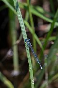 DPPhotography - Lesvos - White-legged damselfly - J