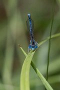 DPPhotography - Lesvos - White-legged damselfly - L