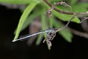 DPPhotography - Lesvos - White-legged damselfly - M