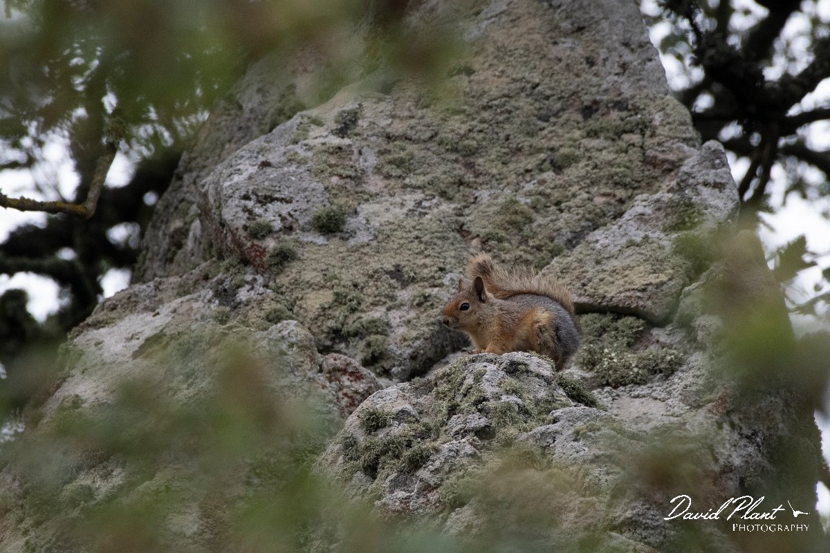 DPPhotography - Lesvos - Persian squirrel - A.jpg - Persian squirrel - Ipsilou Monastery, Lesvos