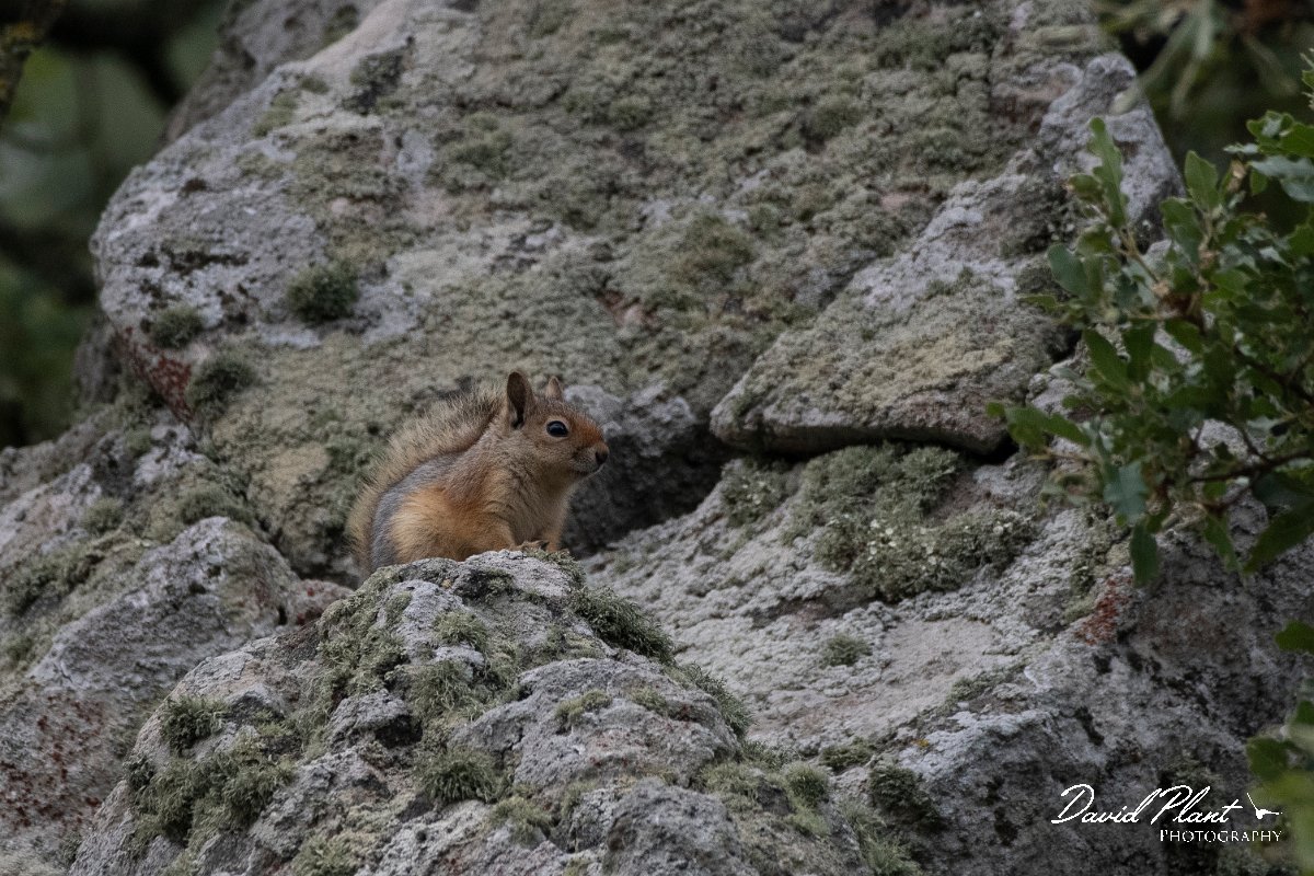 DPPhotography - Lesvos - Persian squirrel - B.jpg - Persian squirrel - Ipsilou Monastery, Lesvos