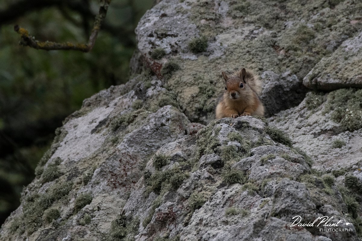 DPPhotography - Lesvos - Persian squirrel - C.jpg - Persian squirrel - Ipsilou Monastery, Lesvos