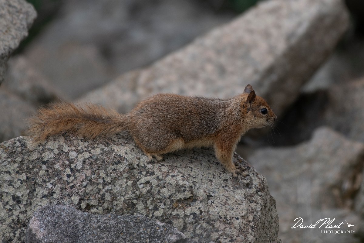 DPPhotography - Lesvos - Persian squirrel - D.jpg - Persian squirrel - Ipsilou Monastery, Lesvos