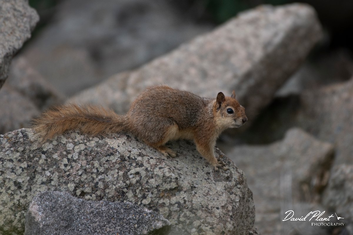 DPPhotography - Lesvos - Persian squirrel - E.jpg - Persian squirrel - Ipsilou Monastery, Lesvos