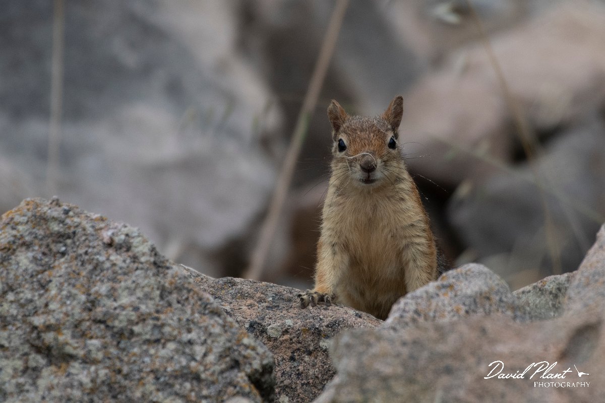 DPPhotography - Lesvos - Persian squirrel - F.jpg - Persian squirrel - Ipsilou Monastery, Lesvos