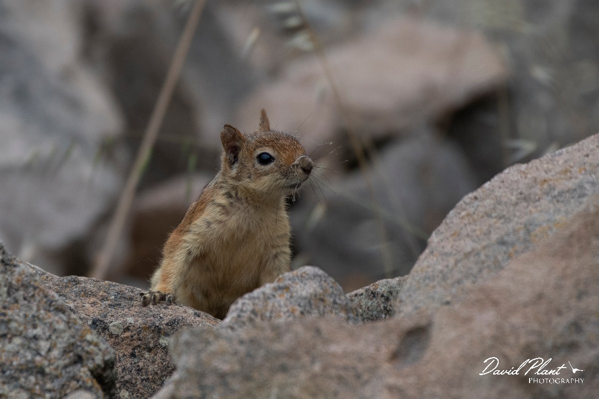 DPPhotography - Lesvos - Persian squirrel - G.jpg - Persian squirrel - Ipsilou Monastery, Lesvos