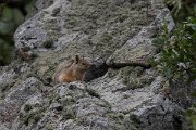 DPPhotography - Lesvos - Persian squirrel - B