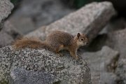 DPPhotography - Lesvos - Persian squirrel - E