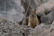 DPPhotography - Lesvos - Persian squirrel - F