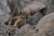 DPPhotography - Lesvos - Persian squirrel - G