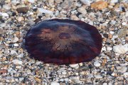 DPPhotography - Lesvos - Compass jellyfish - A
