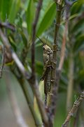 DPPhotography - Lesvos - Egyptian locust - A
