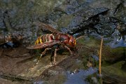 DPPhotography - Lesvos - European hornet - A