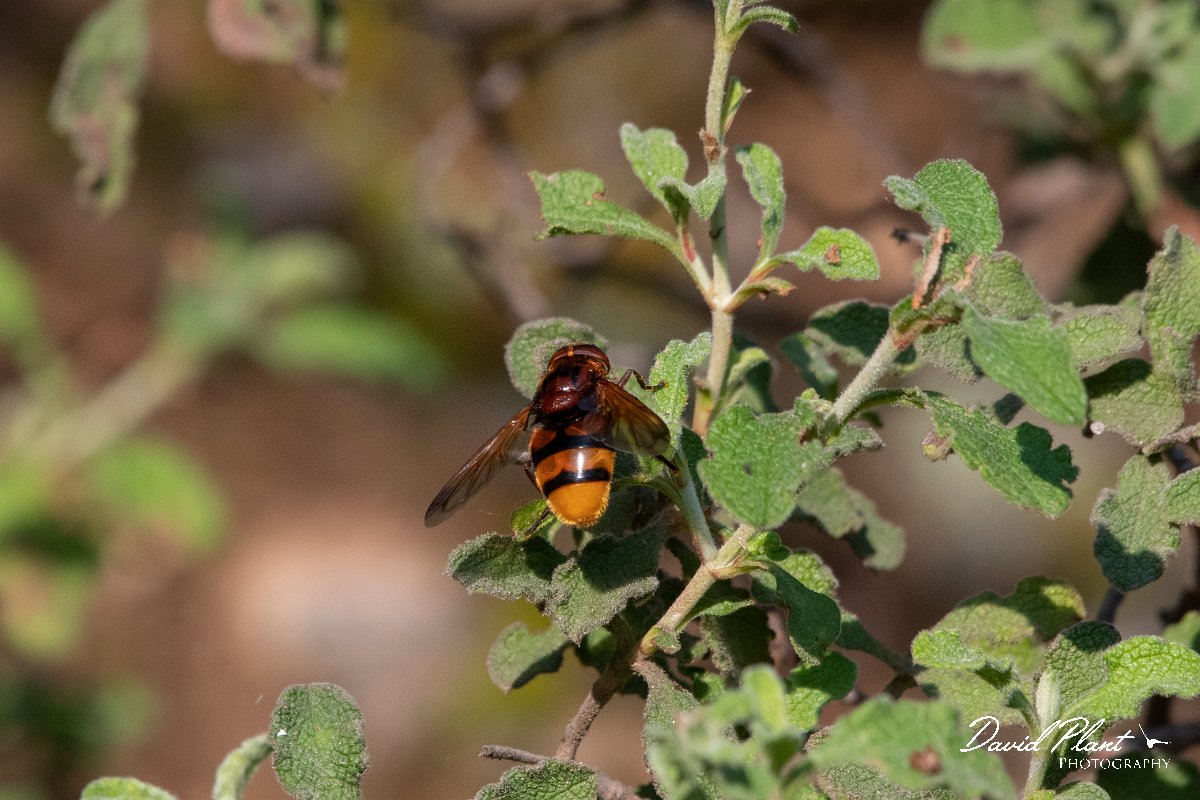 DPPhotography - Lesvos - Hornet mimic hoverfly - A.jpg - Hornet mimic hoverfly, Volucella zonaria - Kavaki, Lesvos