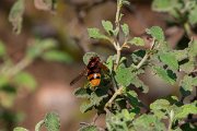 DPPhotography - Lesvos - Hornet mimic hoverfly - A