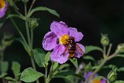 DPPhotography - Lesvos - Hornet mimic hoverfly - B