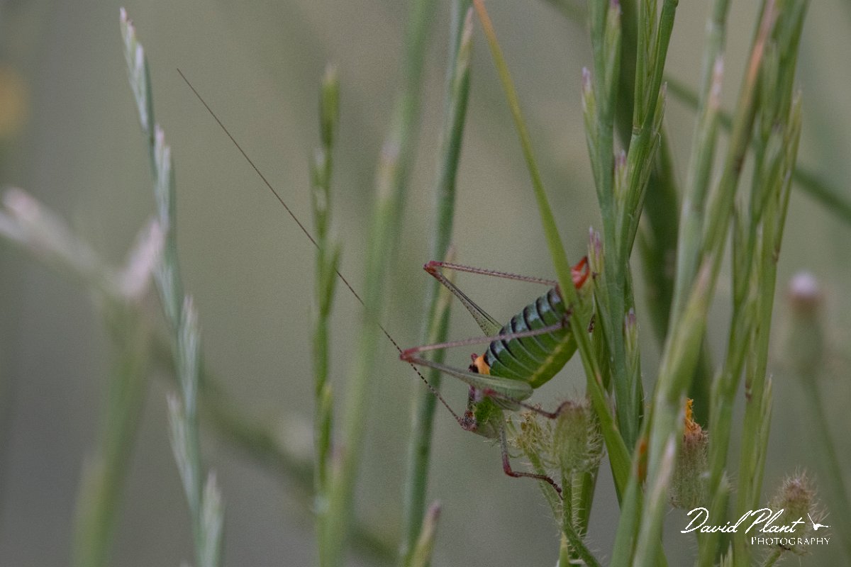 DPPhotography - Lesvos - Lesvos bush cricket - B.jpg - Lesvos bush cricket, Poecilimon mytelenensis - Metochi Lake, Lesvos