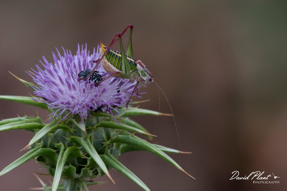 DPPhotography - Lesvos - Lesvos bush cricket - C.jpg - Lesvos bush cricket, Poecilimon mytelenensis - Tsiknias river, Lesvos