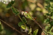 DPPhotography - Lesvos - Lesvos bush cricket - A