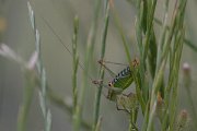 DPPhotography - Lesvos - Lesvos bush cricket - B