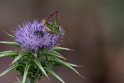 DPPhotography - Lesvos - Lesvos bush cricket - C