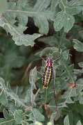 DPPhotography - Lesvos - Lesvos bush cricket - D