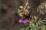 DPPhotography - Lesvos - Mammoth wasp - A