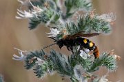 DPPhotography - Lesvos - Mammoth wasp - B